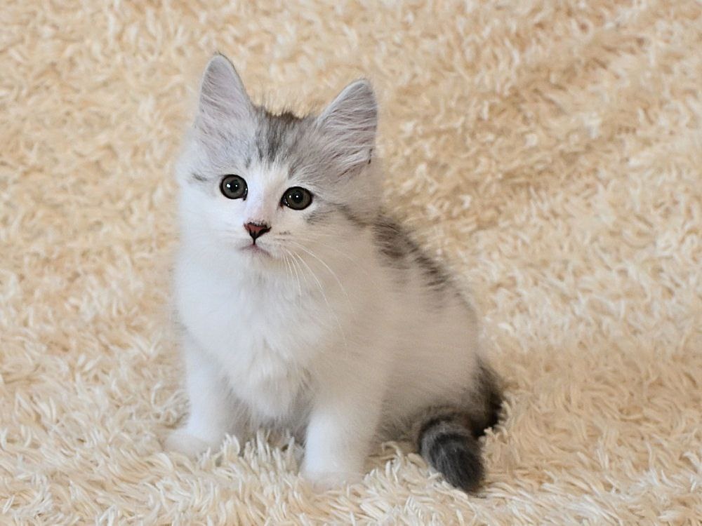 Самуил Сибирская Империя, черный серебристый пятнистый с белым мальчик