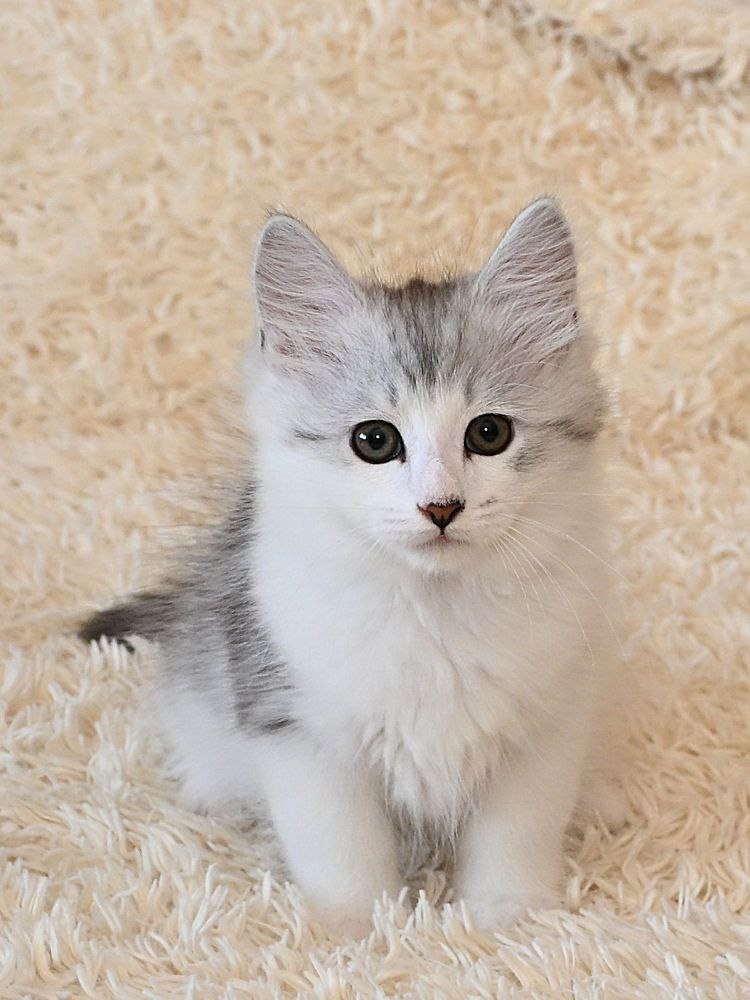 Самуил Сибирская Империя, черный серебристый пятнистый с белым мальчик