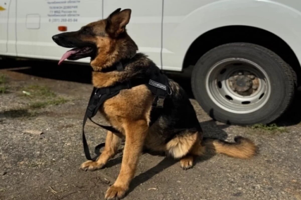   В Пласте служебная овчарка помогла полиции поймать подозреваемую в убийстве
