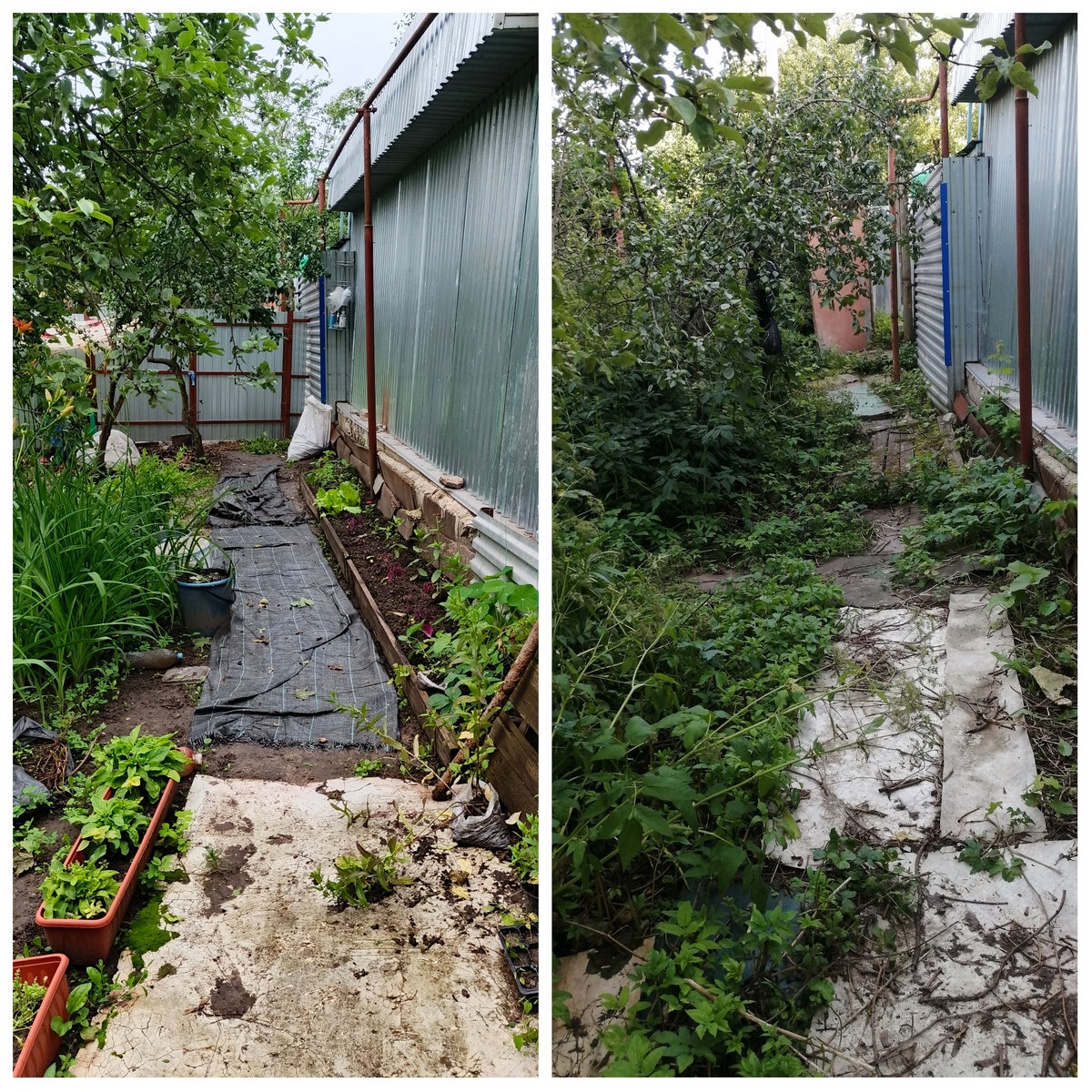 Дааа. Лилейника и не видно в зарослях сныти 