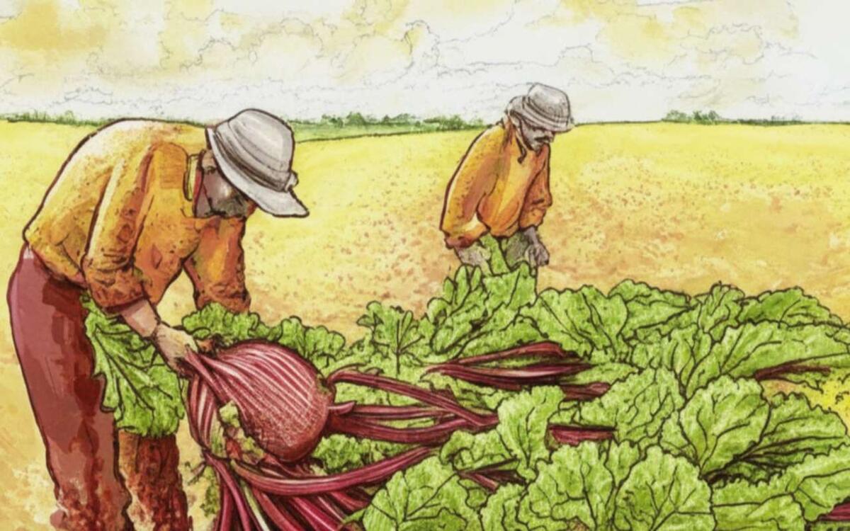    Рекордный урожай стал причиной судебного спора между фермером и сахарным заводом Иллюстрация: нейросеть «Кандинский»