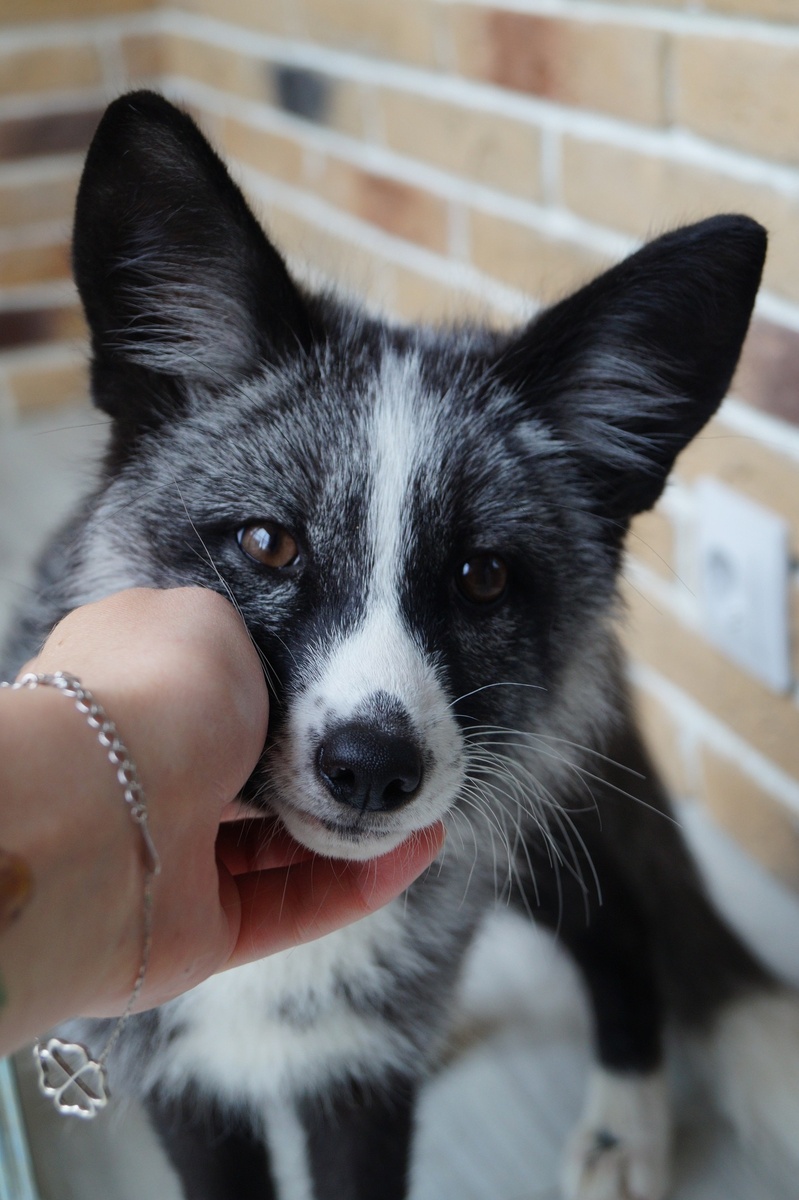 Этот загадочный лис, названный Арканом 🌌, словно сошел со страниц старинных легенд. Он напоминает нам о том, какое глубокое место лис занимает в мировой культуре и мифологии.