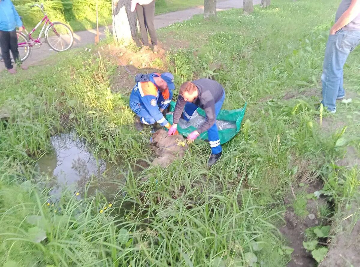    Фото: аварийно-спасательная служба Ленобласти