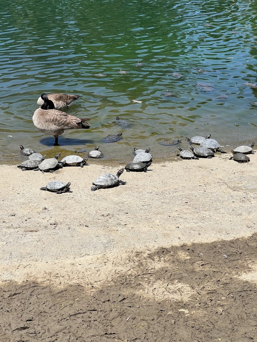 Парк в Лос-Анджелесе. Америка. Фото из личного архива 