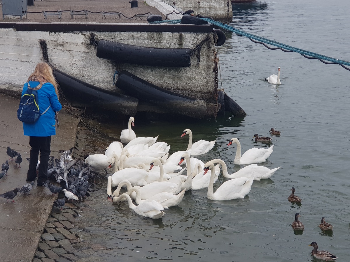 Набережная Балтийска. Лебеди и не только. Фото автора. 