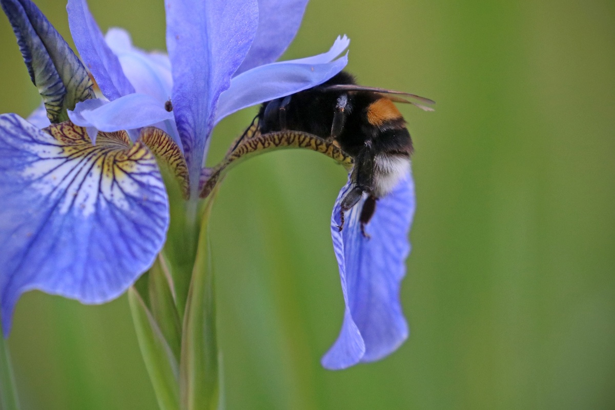 Фото: Michael Nordeman