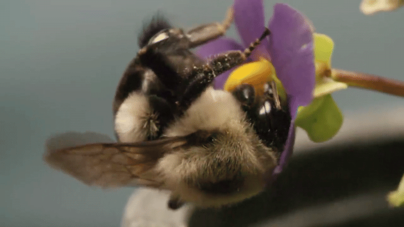 Фрагмент видео от Deep Look