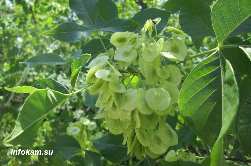    Птелея (вязовник) в камышинском лесопитомнике