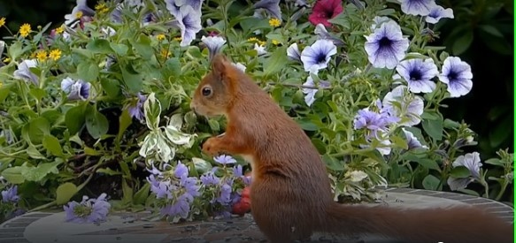 Белка в лесу