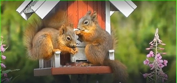 Белочки в лесу