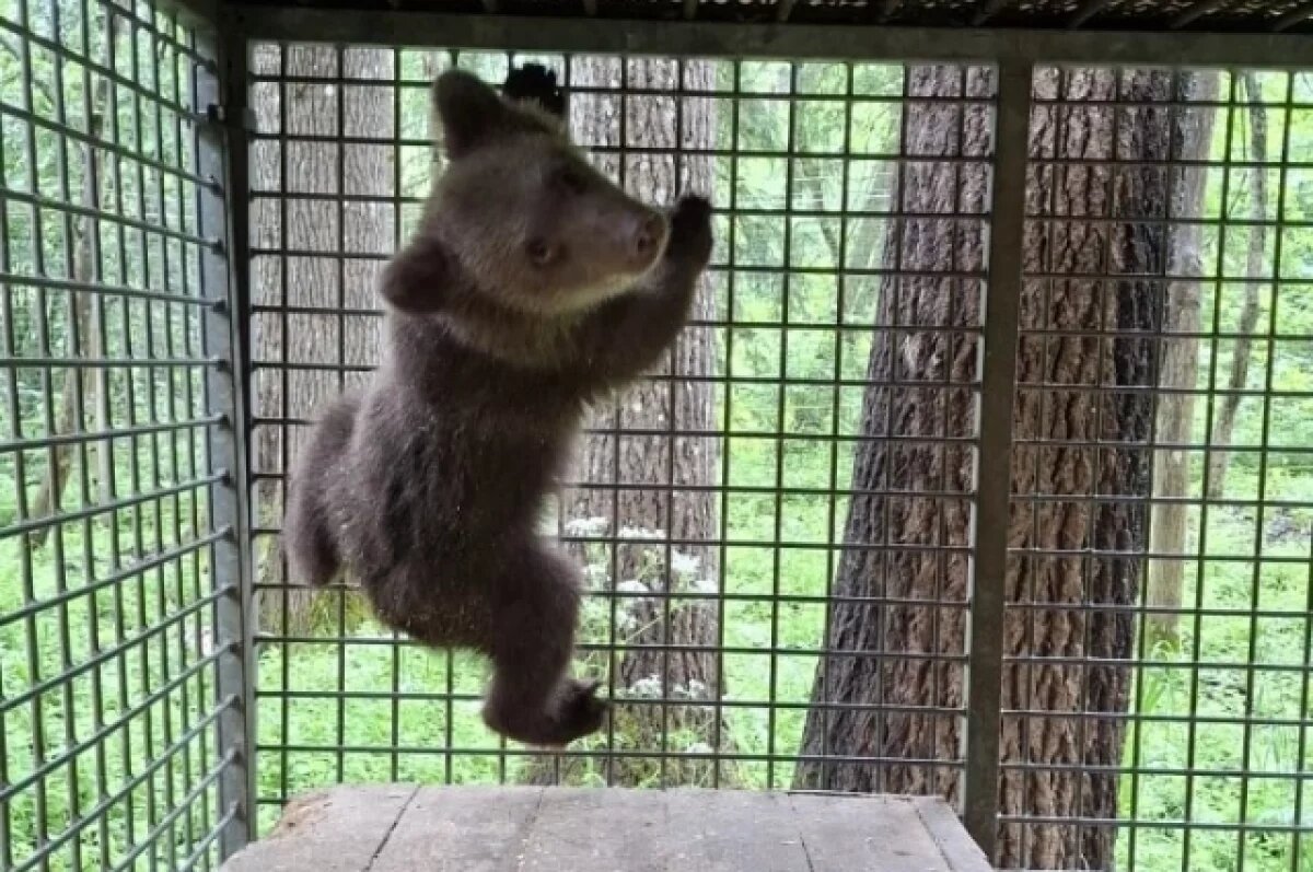    Найденная в Нытве медведица осваивается в Центре спасения медвежат-сирот