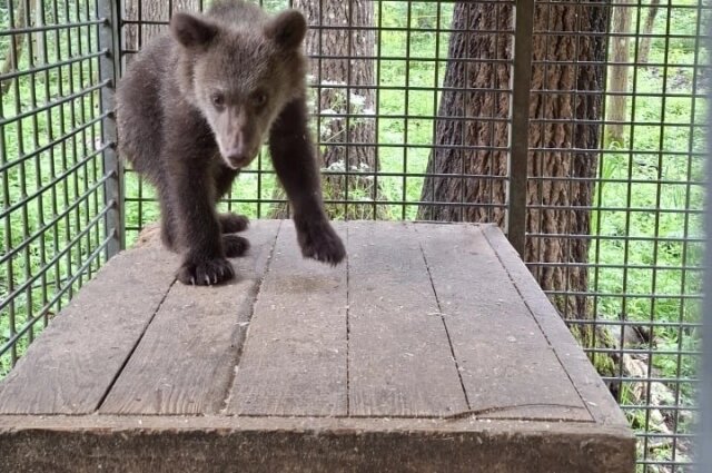    Фото: Центр спасения медвежат-сирот Медвежонок чувствует себя удовлетворительно.