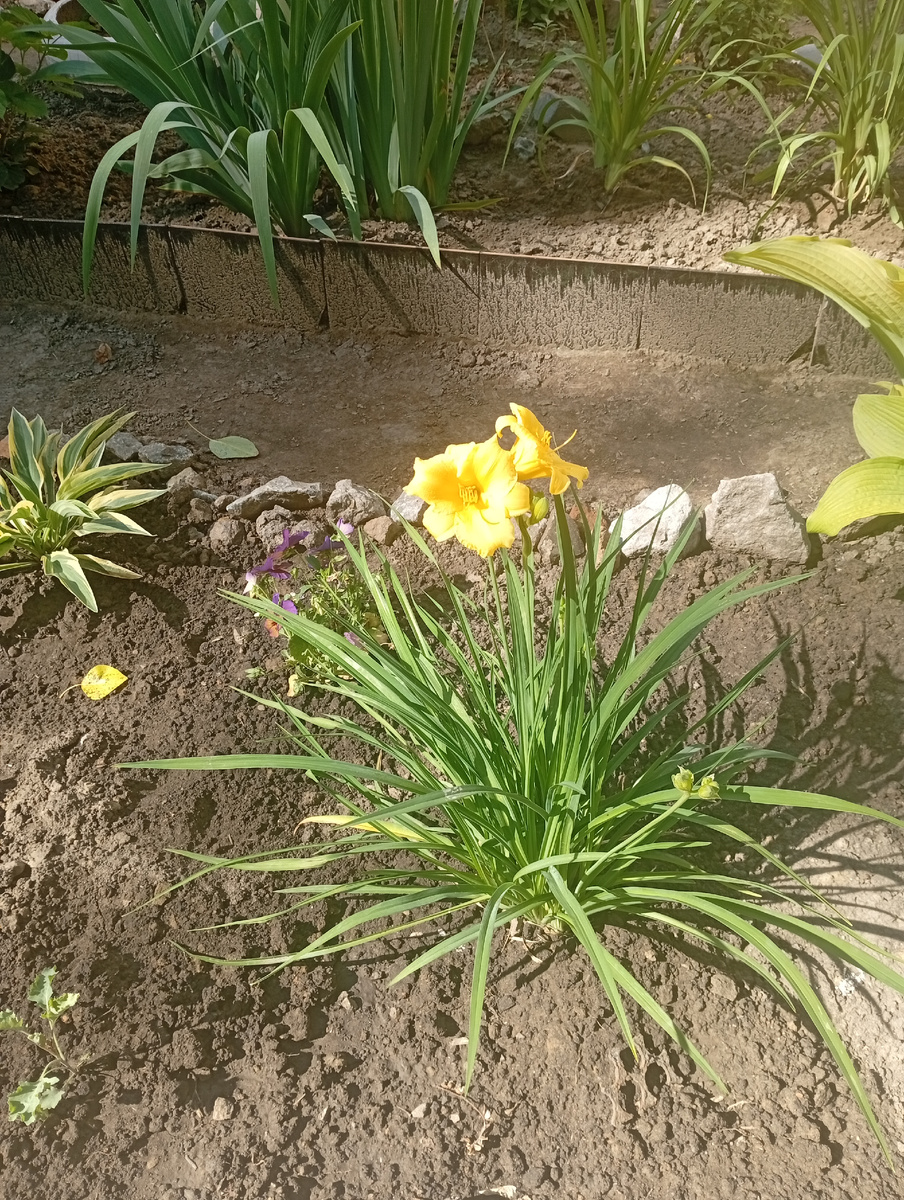 Возле многоквартирного дома эдакая красота выращивается жильцами.