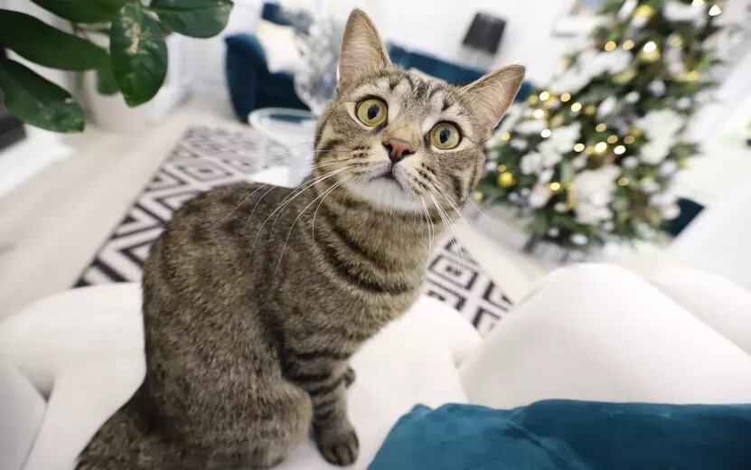    В России возник дефицит вакцин для кошек и собак