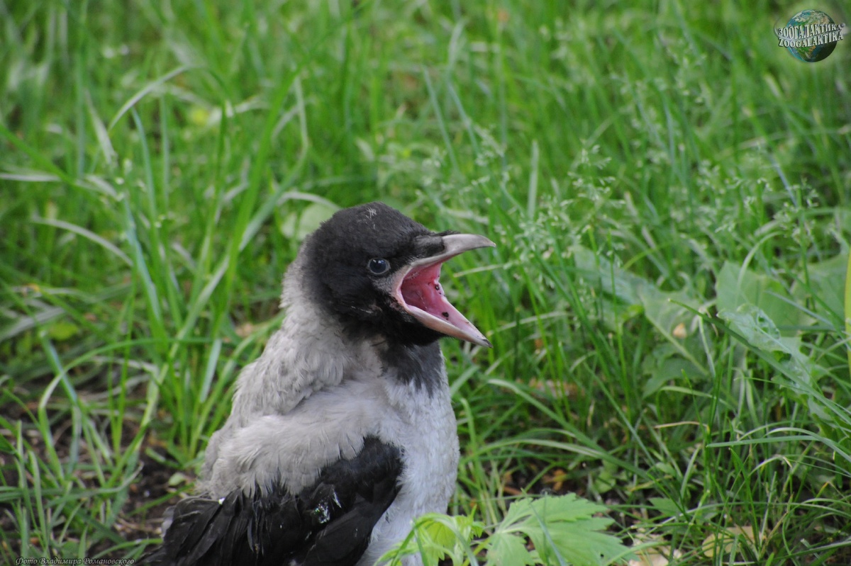 Фото из интернета. Заниматься фотографированием в момент нахождения птенца было некогда
