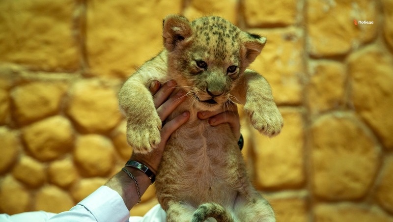     Фото: Артём Петрук / / ИА «Победа26»
