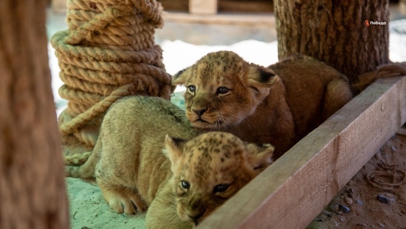    Малышам львятам всего месяц Фото: Артём Петрук / / ИА «Победа26»