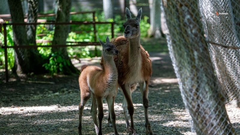    Малышка ламы очень игрива, но от мамы далеко не отходит Фото: Артём Петрук / / ИА «Победа26»