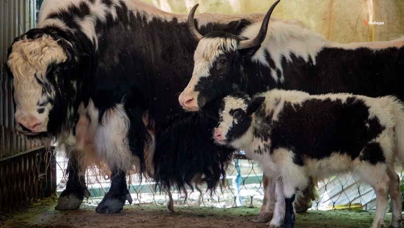    Семья яков с новорождённой малышкой Фото: Артём Петрук / / ИА «Победа26»