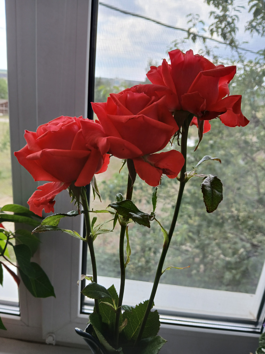 Саня балует нас, девочек. Эти розы для внучки единственной с утра из сада. Фото моё как и все другие. Июнь 2025г.