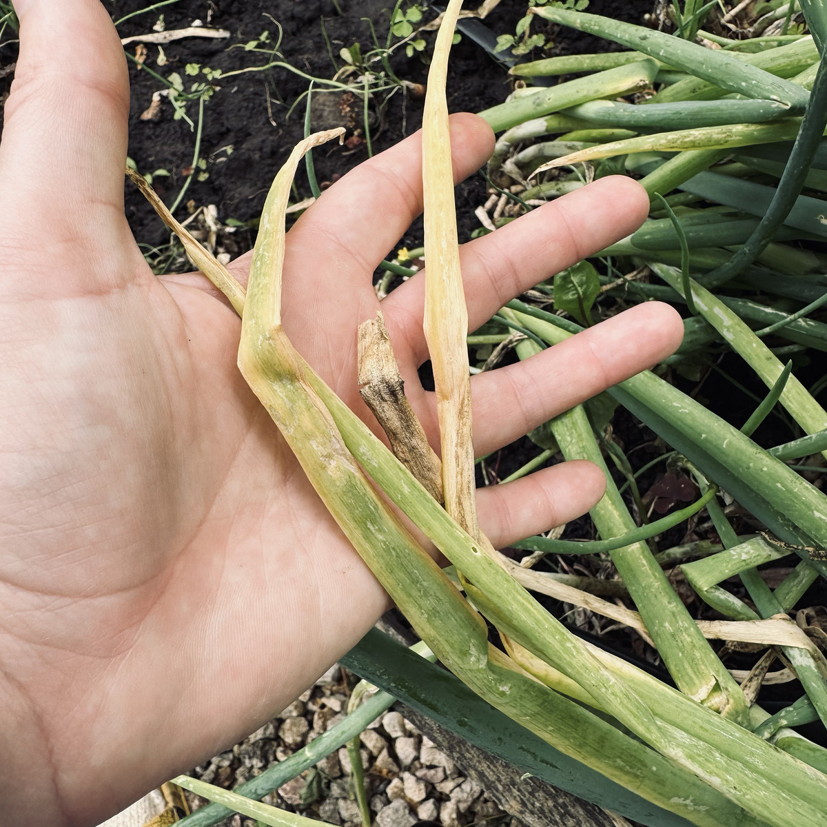 Пожелтевший лук