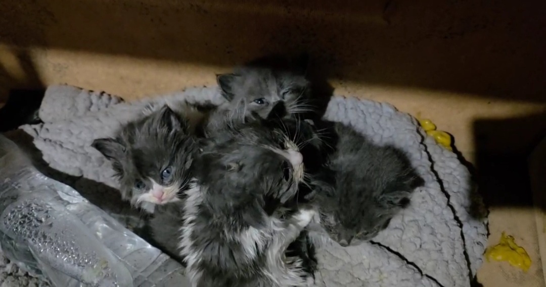 Так они ждали маму, которая больше не пришла...