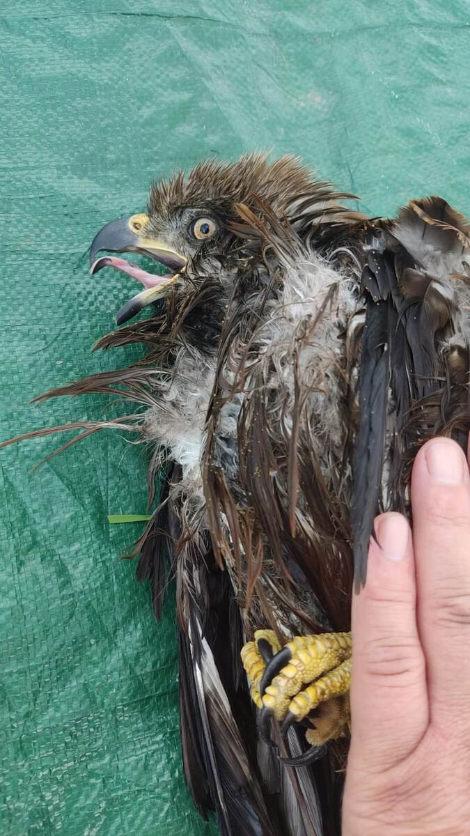 Птица в шоке. Потом всё изменится 