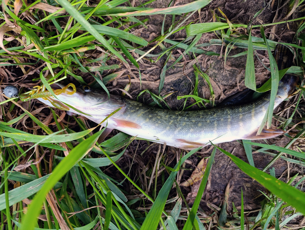 Небольшая щучка, пойманная на спиннинг