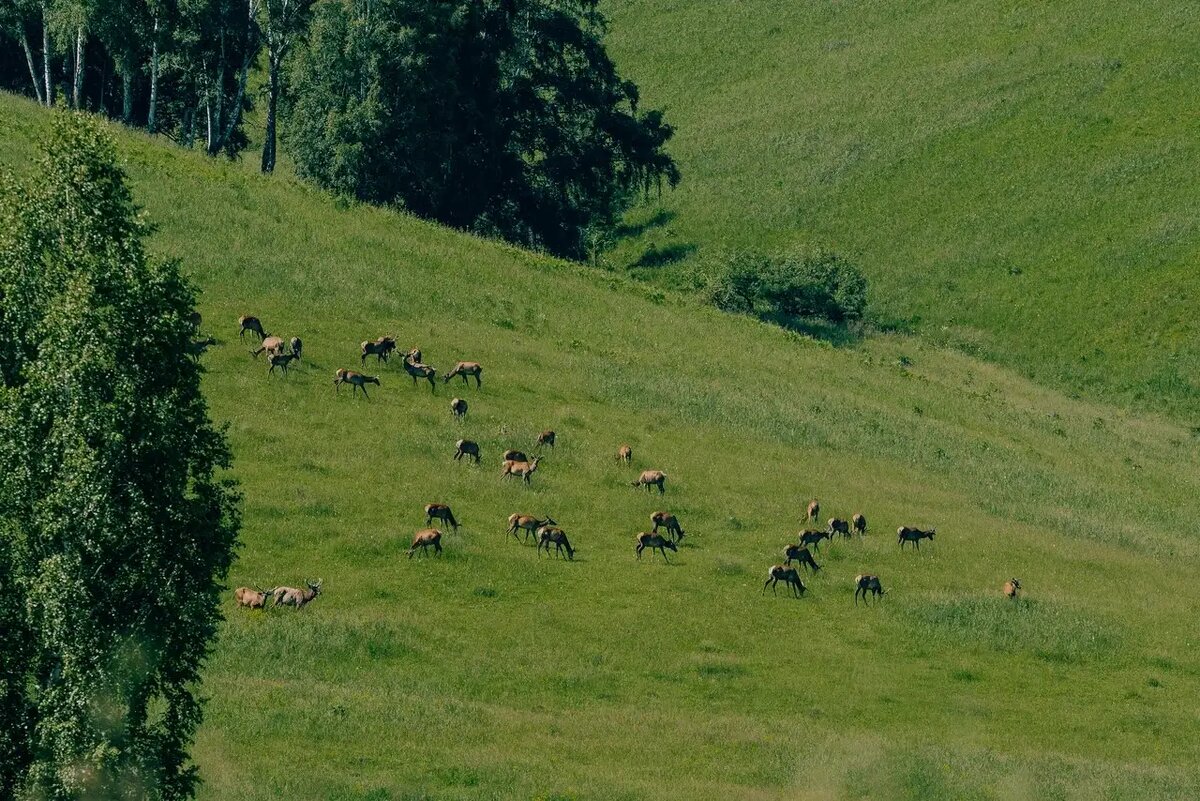  Парк маралов у подножия горы Каим   © Пресс-служба отеля "Маральник Altai Palace"