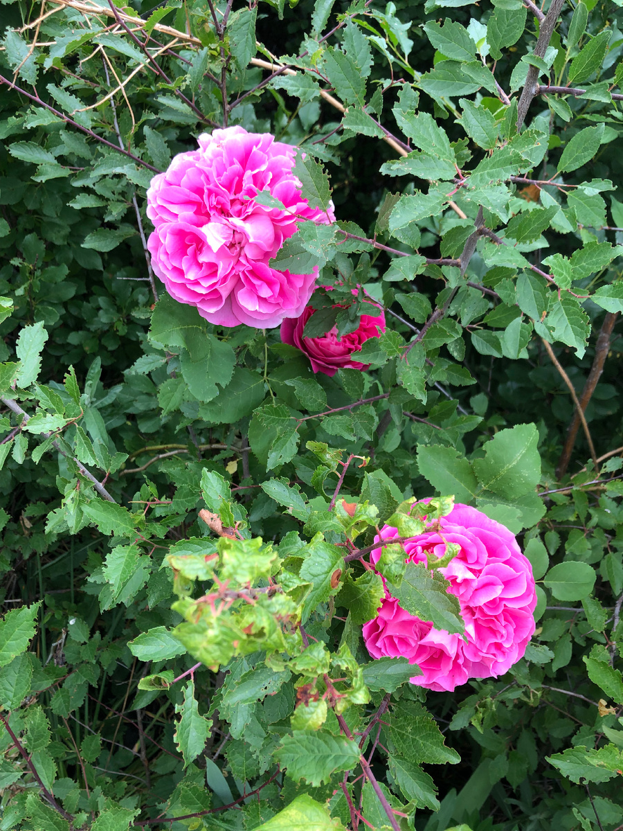 Моя красавица!