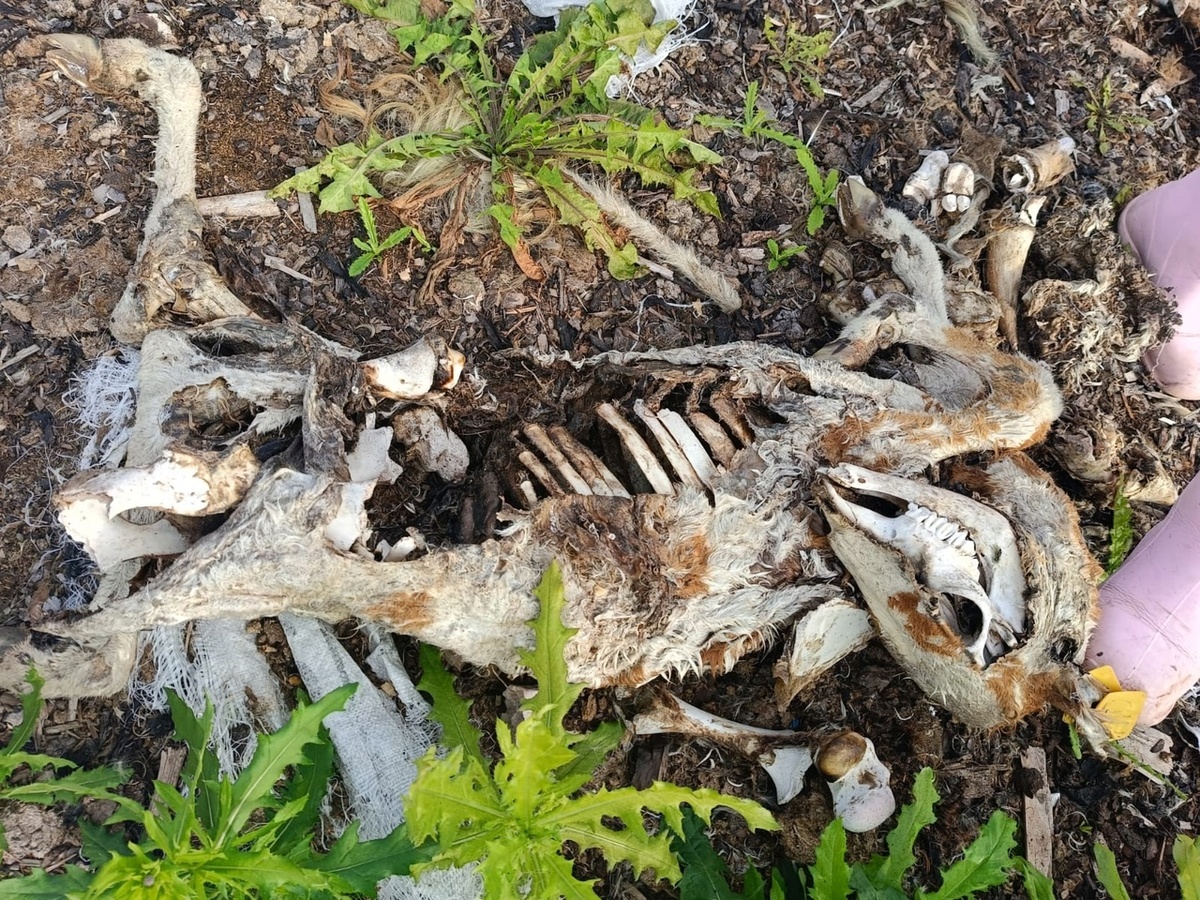 На янишпольской ферме. Фото: ?  📷
