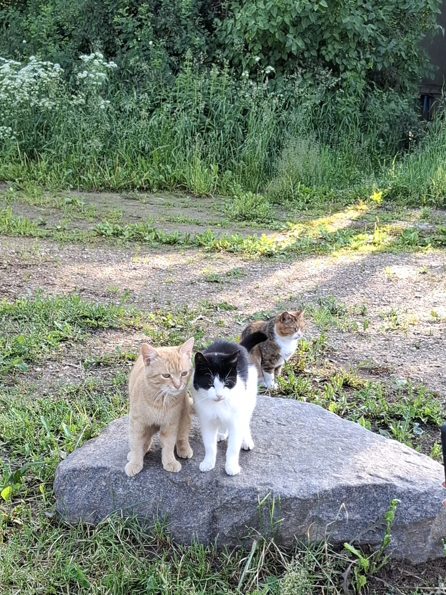  Калязинский триумвират: эти трое явно решают, пускать ли туристов дальше набережной.