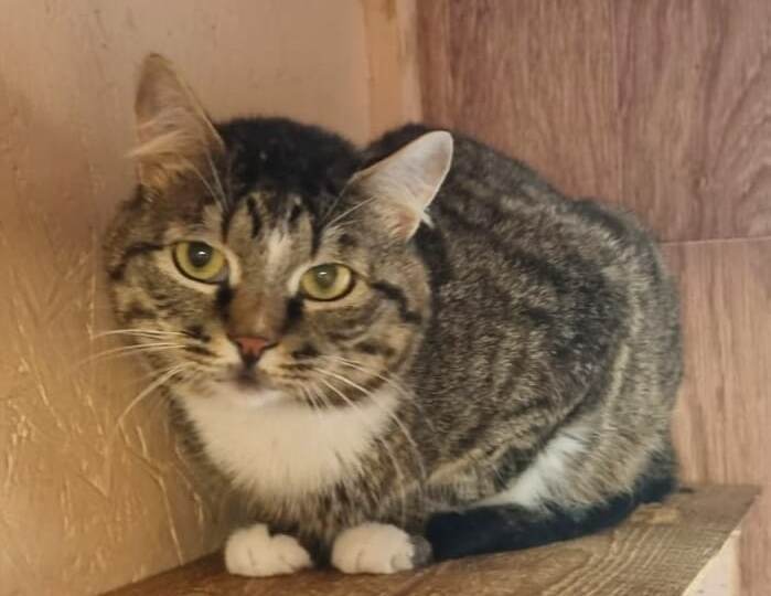 Лютик потерял хозяйку, но на передержке встретил свою любовь. Ищем дом и семью для Лютика и его подруги