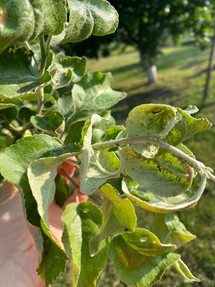 Тля разноцветная: галовая, зеленая, черная, голубая 