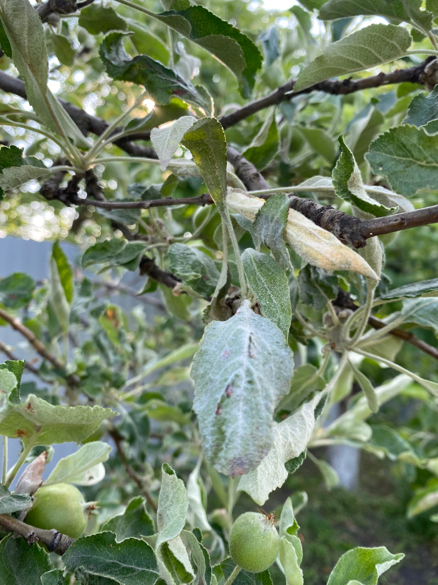 Листья на яблоне загибаются вместе с самим деревом