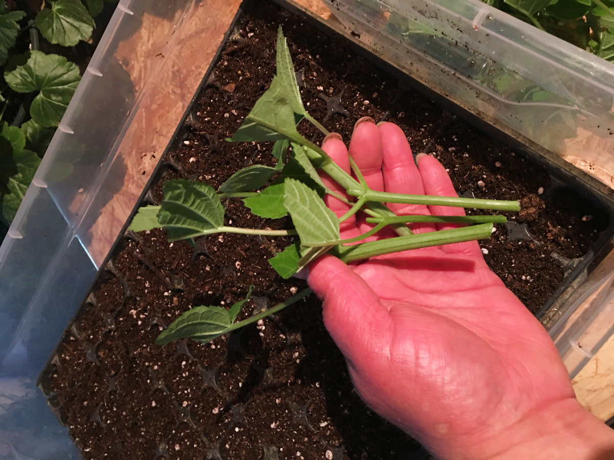 Черенок древовидной гортензии с одним узлом