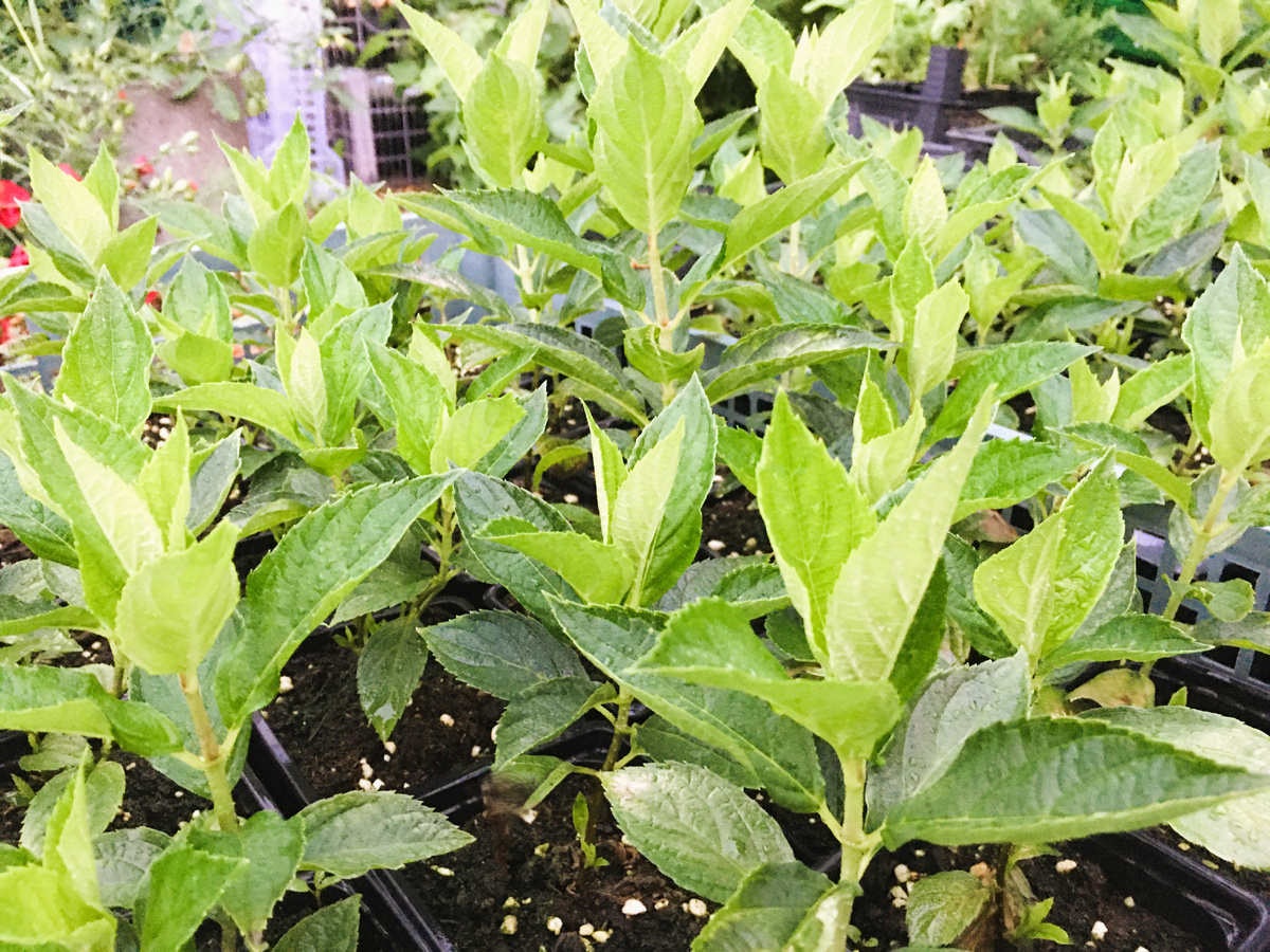 Гортензии, которые ставила на укоренение в марте. Уже пересадила из кассет в горшок Р9 и выставила на улицу.