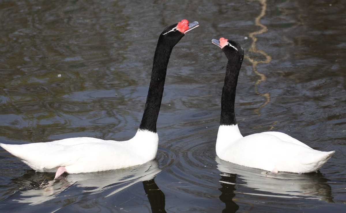 Пара черношейных лебедей.