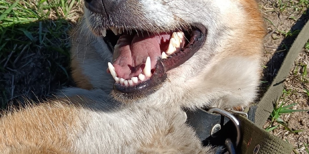 Ласка -самая нежная и ласковая собака в приюте