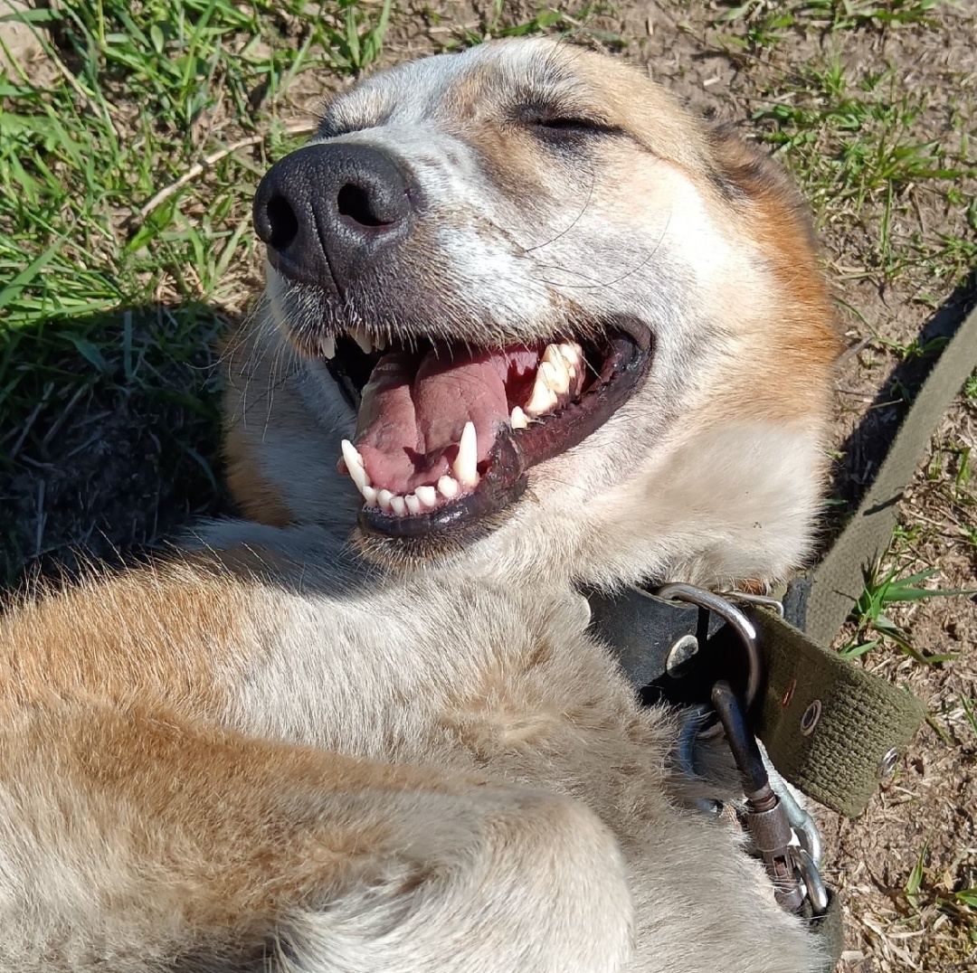 Радуется каждому мгновению с человеком