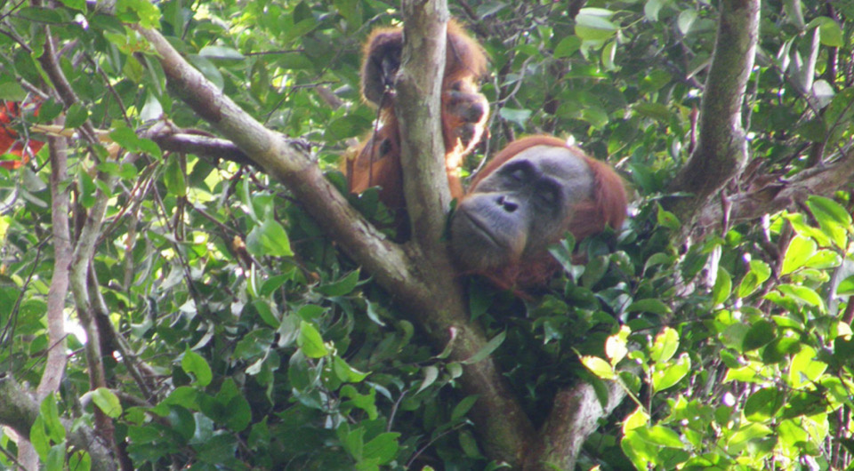   Alison M. Ashbury et al. / Current Biology, 2025