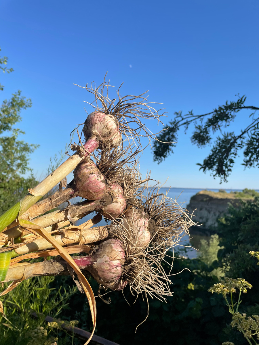 Например, я до сих пор использую свой чеснок .  А вот чеснок, передержанный на грядках , распадется на зубцы и долго сохранить такой чеснок не получится . 

Для того , чтобы определить , пора копать или нет -  я всегда оставляю  2 стрелки на разных концах грядки. 
Это маркеры . Я копаю когда стрелка выпрямится и набухнет . Часто советуют дождаться когда она лопнет - я не жду . 

Как только обе стрелки выпрямились , я копаю . 