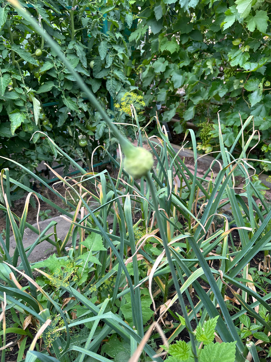 В нашем регионе это обычно начало июля . В прошлом году я выкопала 30 июня и все отлично . 

Идеальный вариант - за неделю до выкопки прекратить полив ! Дожди конечно не остановишь , но , если сухо , то и отлично - поливать не стоит . 

Примерно За 2- 3  недели до выкопки  я подкармливаю  чеснок монокалийфосфатом  под корень - 20 г на 10 литров . 

Ну и копать конечно стоит в сухой день . 
После выкопки я только отряхиваю землю с чеснока и ничего не обрезаю . 

Затем  я весь чеснок развешиваю в сарае на просушку , завязывая стебель . Там темно  сухо и хорошо проветривается . 
Для хорошего хранения очень важно чтобы чеснок хорошо просох . У меня он так и висит до конца сентября . 
В сентябре я  снимаю , обрезаю корни , стебли и сортирую на посадку и хранение . 
