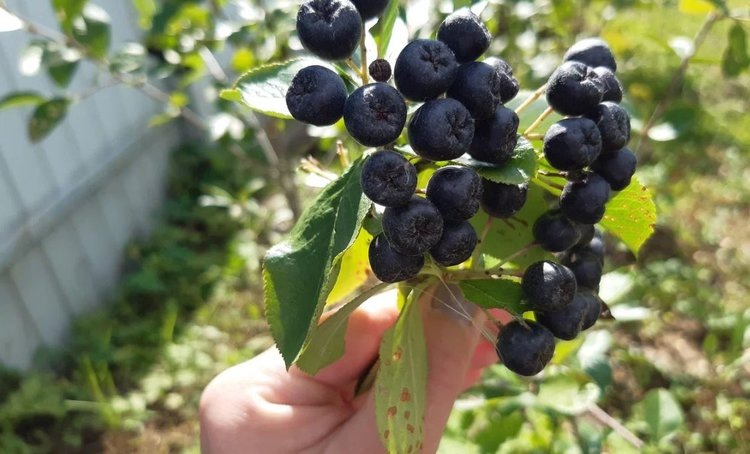    Черноплодная рябина – как размножить черенками очень быстро с современным гаджетом