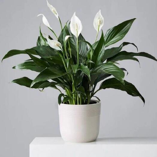 Спатифиллум (Spathiphyllum), известный в народе как «женское счастье», — очень популярное комнатное растение благодаря своей красоте и неприхотливости. 