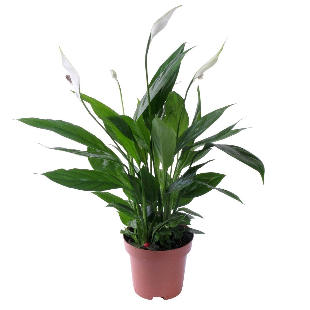 Спатифиллум Шопен (Spathiphyllum Chopin)