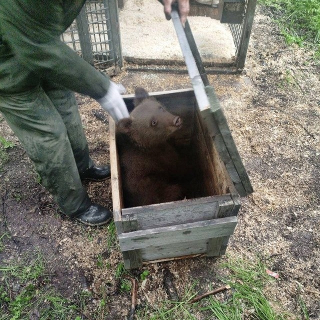 В Тверскую область доставили медвежонка-сироту из Пермского края