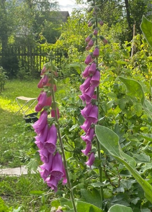 Две красотки наперстянки
