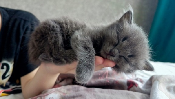 Пикси на ладони у Миши