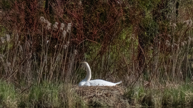 Фото: "Гатчинский дворец • музей-заповедник «Гатчина»\ВКонтакте"